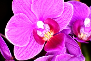 Flowers / Blumen