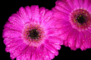 Focus Stacking