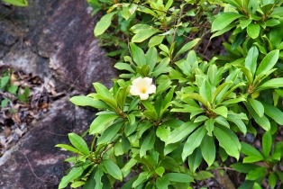 Gunung Raya