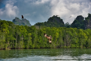 Mangrove