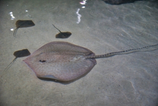 Underwater World