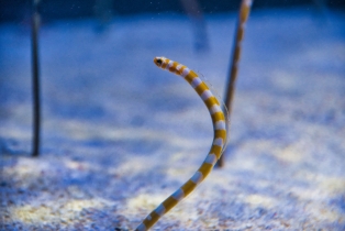 Underwater World