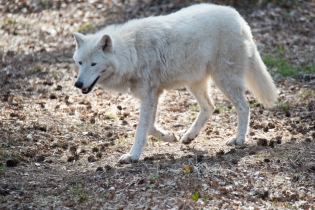 Wildlife